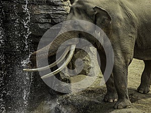 Asian Elephant Male