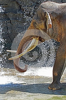 Asian Elephant Male