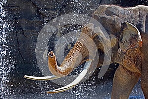 Asian Elephant Male