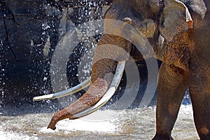 Asian Elephant Male