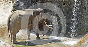 Asian Elephant Male