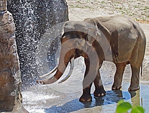 Asian Elephant Male