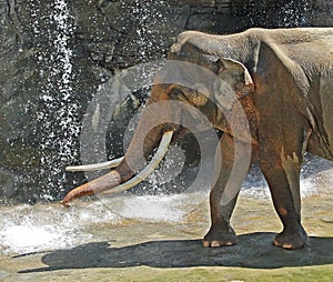 Asian Elephant Male