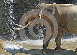 Asian Elephant Male