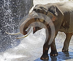 Asian Elephant Male