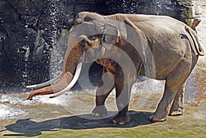 Asian Elephant Male