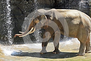 Asian Elephant Male