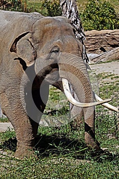 Asian Elephant Male