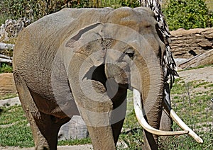 Asian Elephant Male