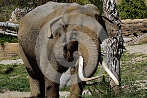 Asian Elephant Male