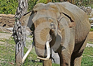 Asian Elephant Male