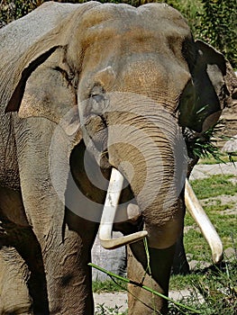 Asian Elephant Male