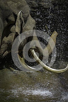 Asian Elephant Male