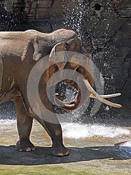 Asian Elephant Male