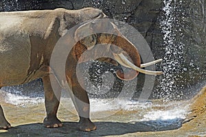 Asian Elephant Male