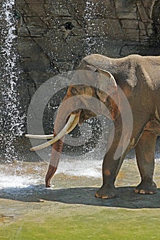 Asian Elephant Male