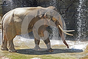 Asian Elephant Male