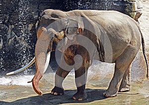 Asian Elephant Male