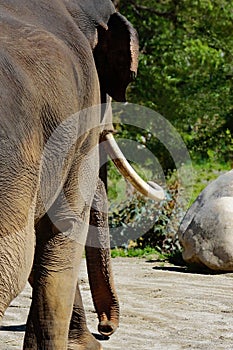 Asian Elephant Male