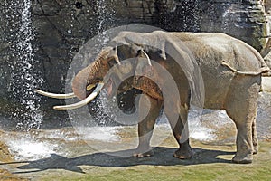 Asian Elephant Male photo