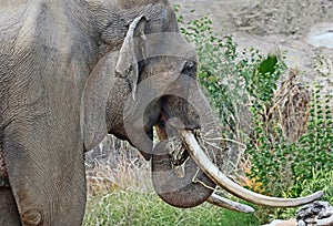 Asian Elephant Male photo