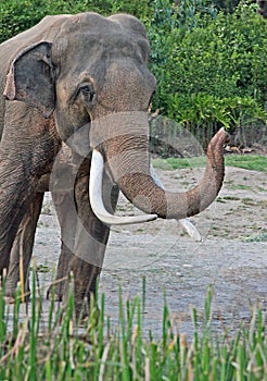 Asian Elephant Male photo