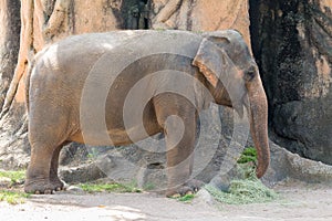 Asian elephant at the Miami Zoo