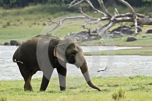 Asian elephant in Minneriya reservoir, Sri Lanka photo