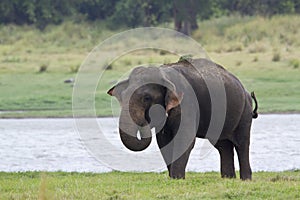 Asian elephant in Minneriya reservoir, Sri Lanka photo