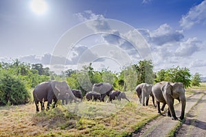 Asian elephant in Minneriya, Sri Lanka