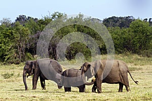 Asian elephant in Minneriya, Sri Lanka photo