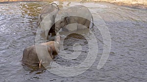 Asian elephant mother bathing with her kids and spraying water, Elephants in the water, Endangered animal specie from Asia