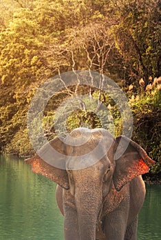 Asian Elephant in a natural river at deep forest