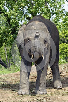 Asian Elephant of Nepal