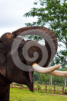Asian elephant with open mouth trunk up posing with long white tusk