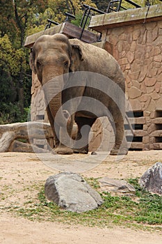 asian elephant - osaka - japan