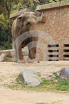 asian elephant - osaka - japan