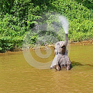 Asian elephant playing in the river