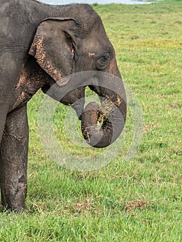 An Asian Elephant in profile eating grass in Minneriya National Park in Sri Lanka.