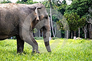 Asian Elephant Profile View Thailand