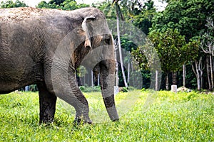 Asian Elephant Profile View Thailand photo