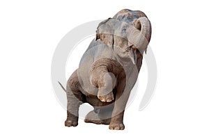 Asiático un elefante ganar pierna 