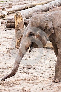 Asian elephant reaches out with its trunk