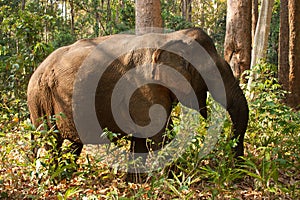 An Asian elephant roaming through the jungle in Cambodia