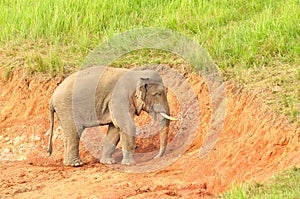 Asian Elephant in saltlick at Khao Yai national park, Thailand