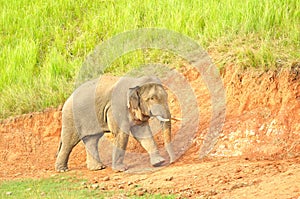 Asian Elephant in saltlick at Khao Yai national park, Thailand