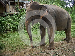 Asian elephant in a sanctuary.