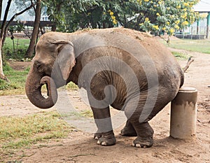 Asian elephant seated on a post in Thailand