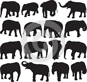 Asian elephant silhouette contour