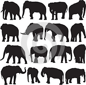 Asian elephant silhouette contour